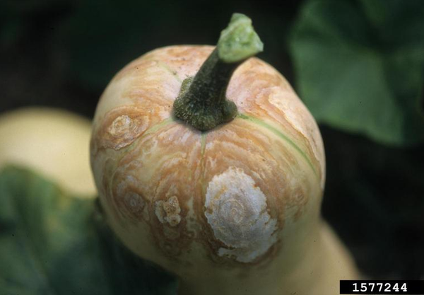 Protecting Winter Squash Quality from Harvest through Storage