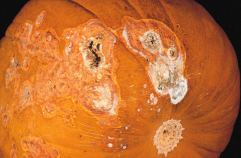 fusarium rot symptoms
