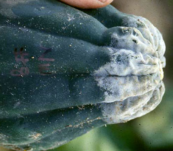 phytophthora fruit rot symptoms