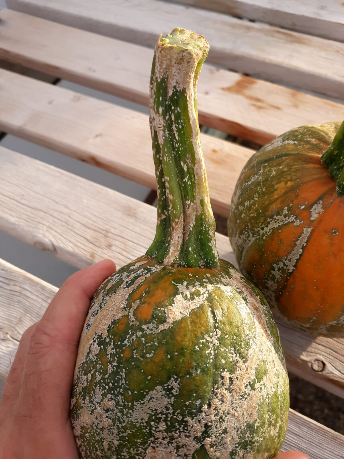 plectosporium symptoms